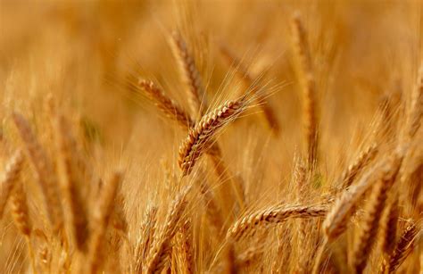 Rüyada Buğday Görmek Ne Anlama Gelir