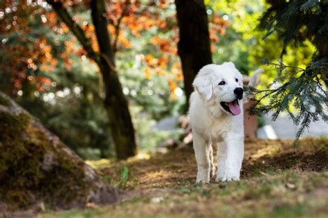 Rüyada Beyaz Köpek Görmek Ne Anlama Gelir