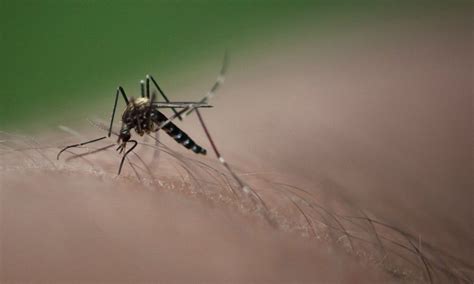 Sivrisinek Isırığına Ne İyi Gelir