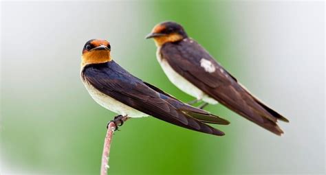 Kırlangıç Kuşları Hakkında Bilgi; Özellikleri ve Göçleri